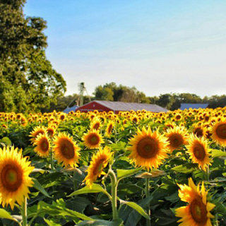 sunflowervaluechain_1632301855.jpg