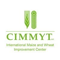 cimmyt 1