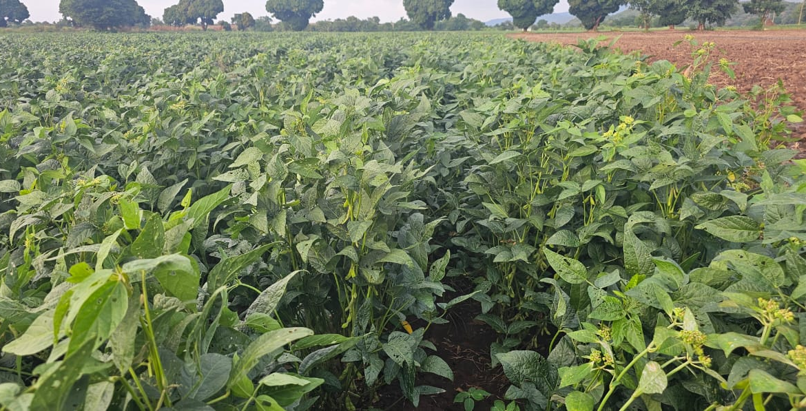 Soya production at crop Biosciences Solutions Ltd fields in Babati Soya production at crop Biosciences Solutions Ltd fields in Babati